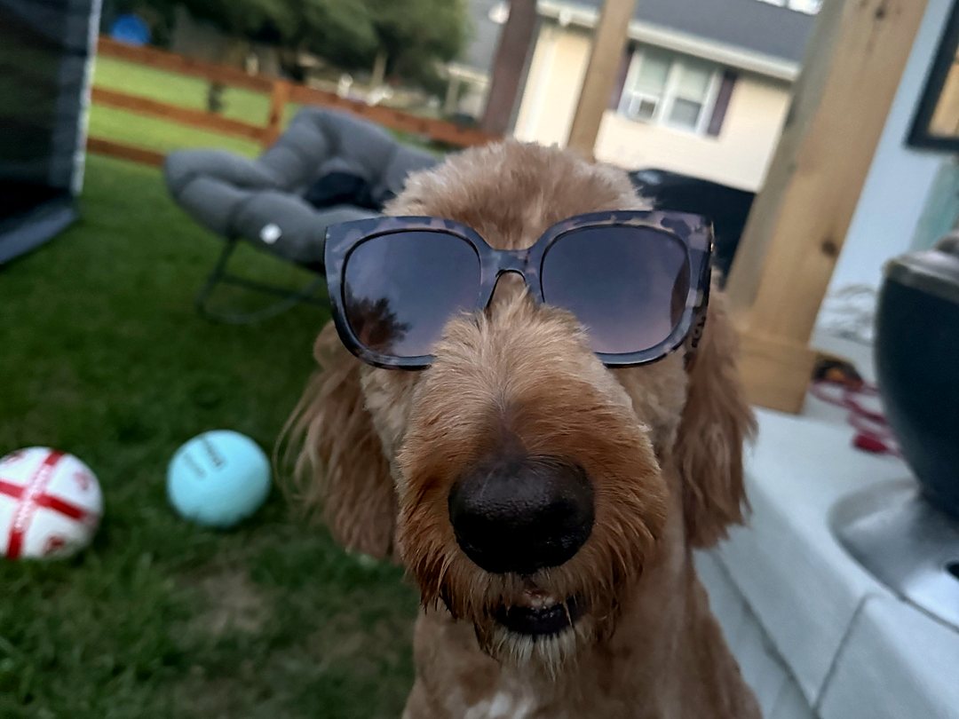 A golden doodle wearing sunglasses in a fenced Mid-Shore backyard, toys scattered on the grass behind.